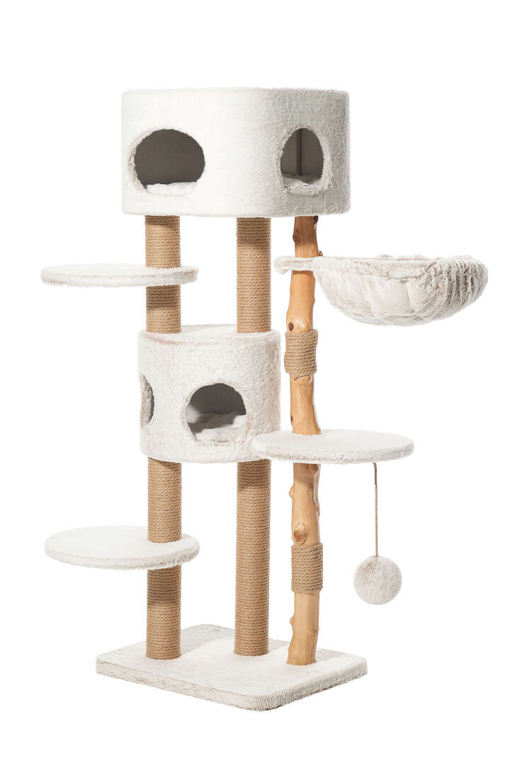 Nobby Kratzbaum Loya